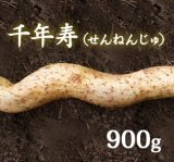 自然薯『千年寿』 （900g 級）
