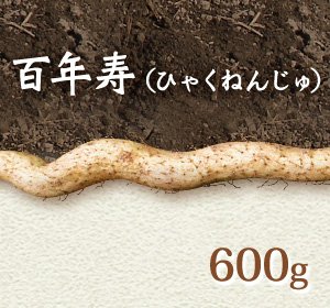 画像1: 自然薯『百年寿』 （600g 級）
