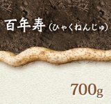 自然薯『百年寿』 （700g 級）