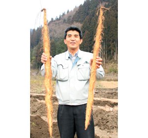 画像3: 自然薯『萬年寿』 （1.2kg 級）