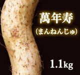 自然薯『萬年寿』 （1.1kg 級）