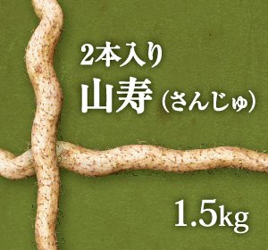 画像1: 自然薯『山寿』 （2本入り 1.5kg 級）