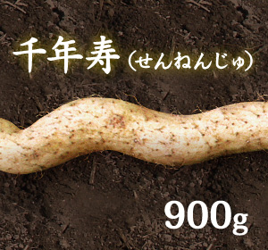 自然薯『千年寿』（900g 級）