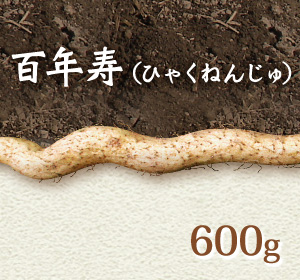 自然薯『百年寿』 （600g 級）