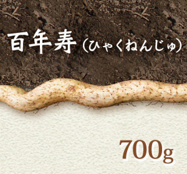 画像1: 自然薯『百年寿』 （700g 級） (1)