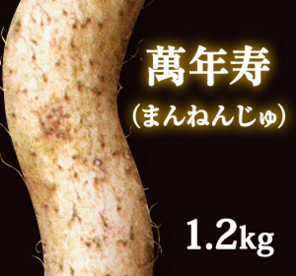 画像1: 自然薯『萬年寿』 （1.2kg 級） (1)
