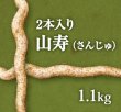 画像1: 自然薯『山寿』 （2本入り 1.1kg 級） (1)