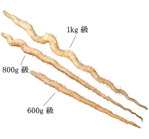 自然薯『萬年寿』 （1.2kg 級） - 自然薯屋おおえ